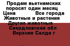 Продам вьетнамских поросят,один месяц › Цена ­ 3 000 - Все города Животные и растения » Другие животные   . Свердловская обл.,Верхняя Салда г.